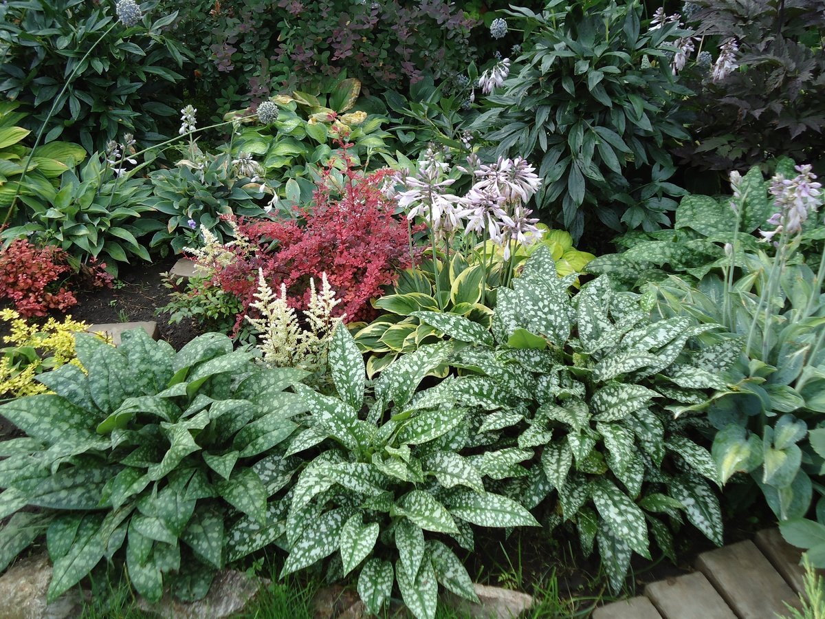 Купена и астильба