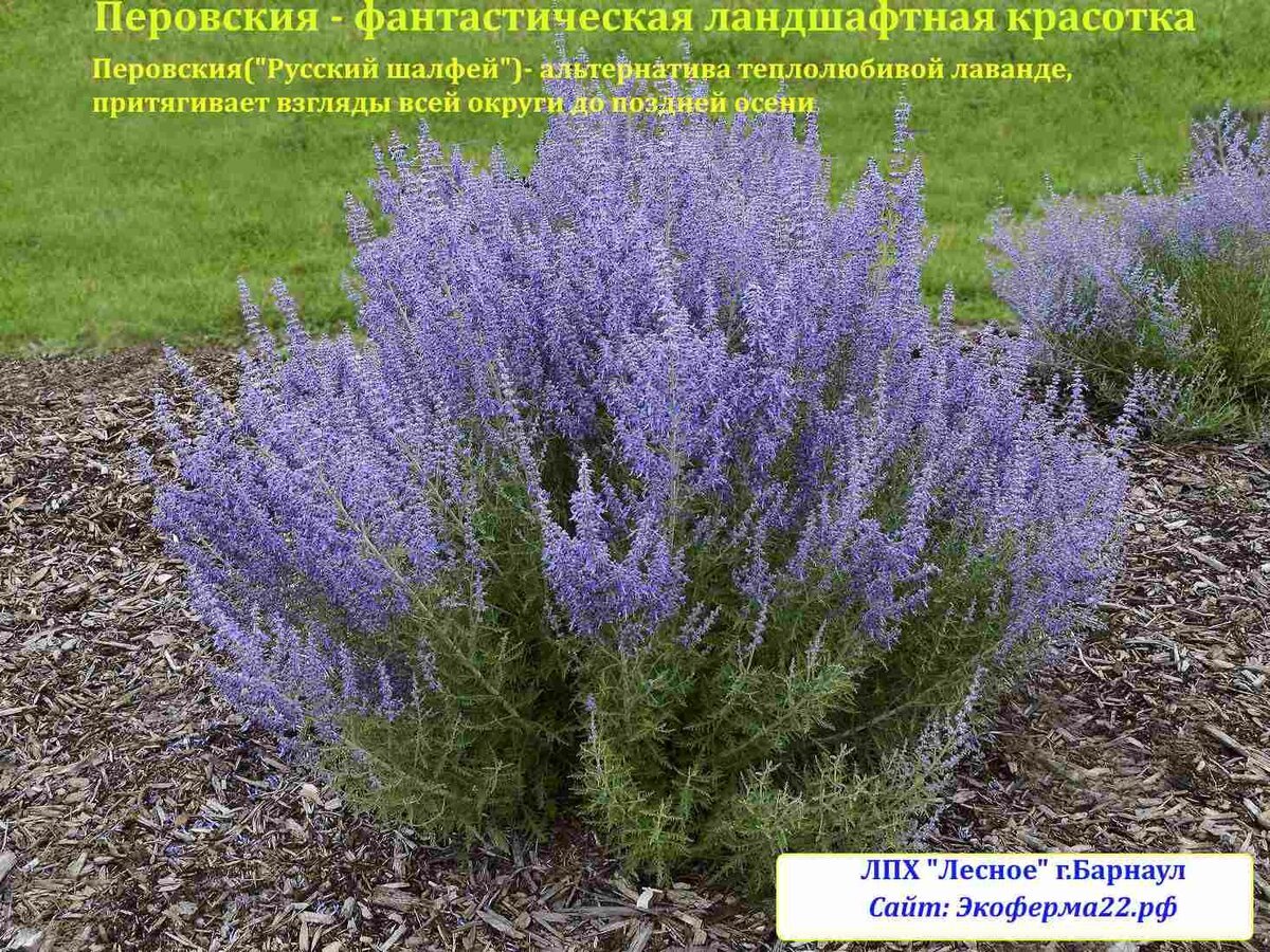 Шалфей Добрыня