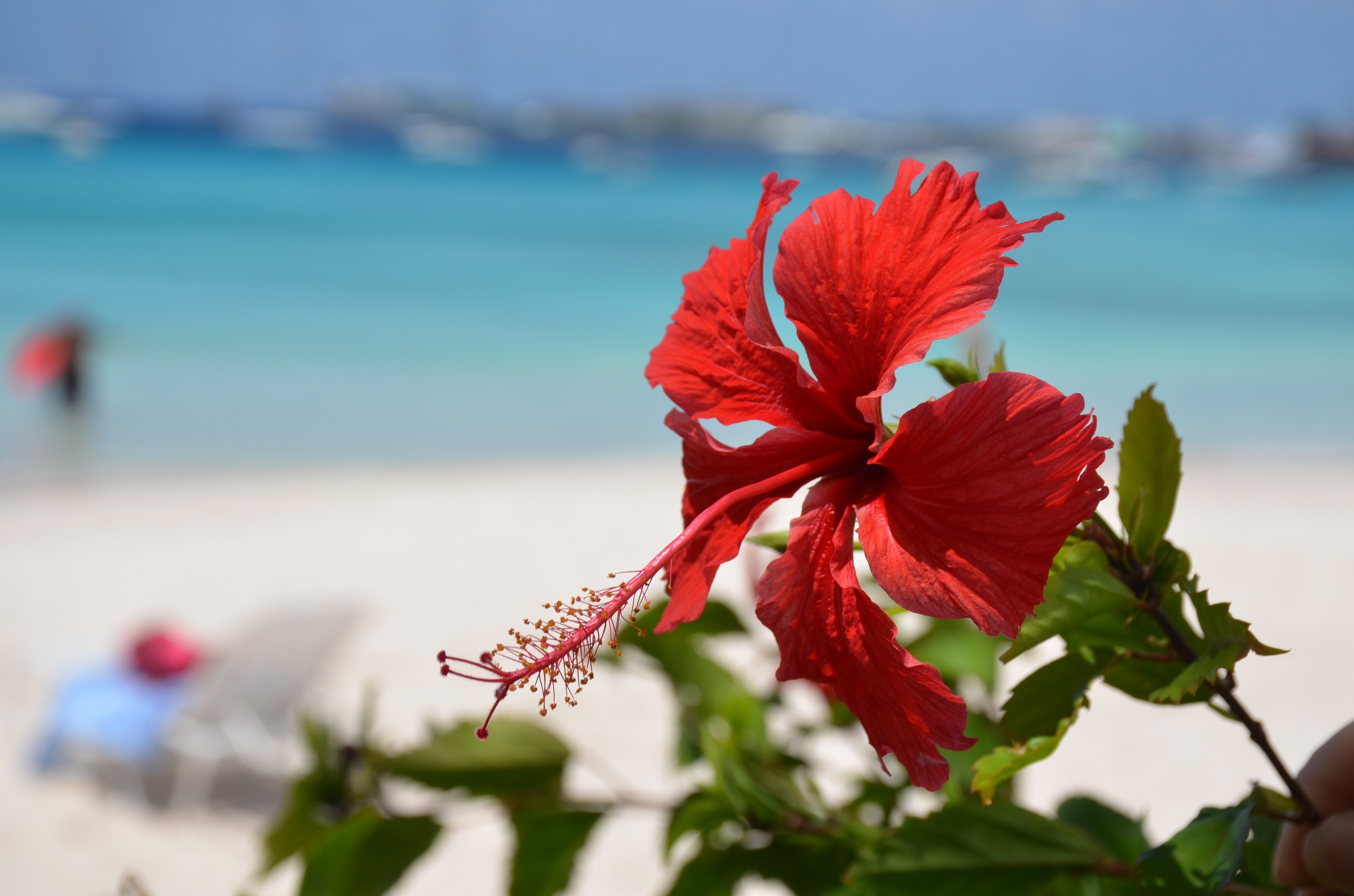 Яркие цветы на море. Гибискус Caribbean. Гибискус коралловый. Гибискус Куба. Гибискус в Тайланде.