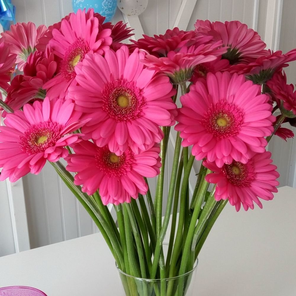 Gerbera Cameron