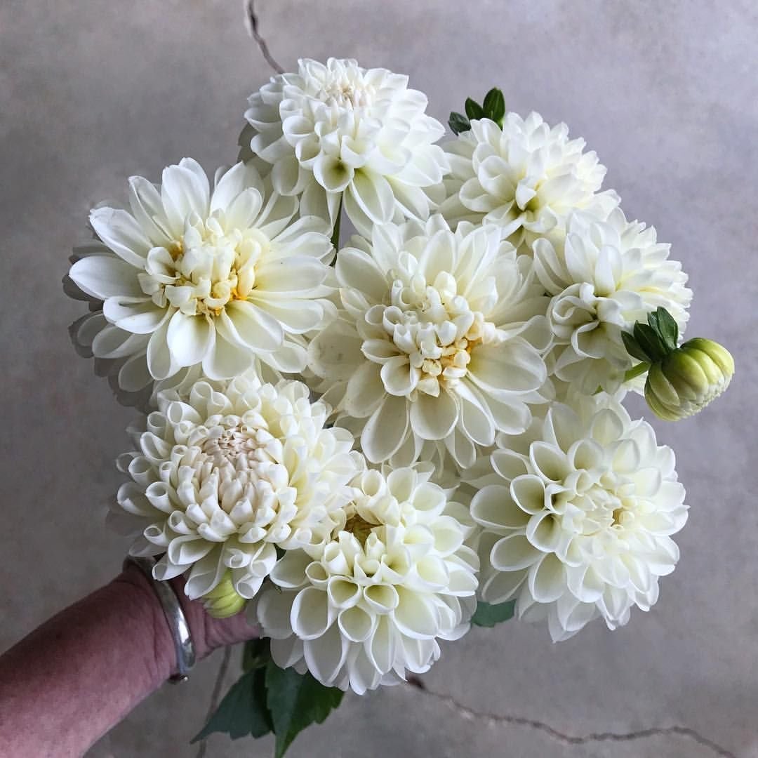 Георгины срезка