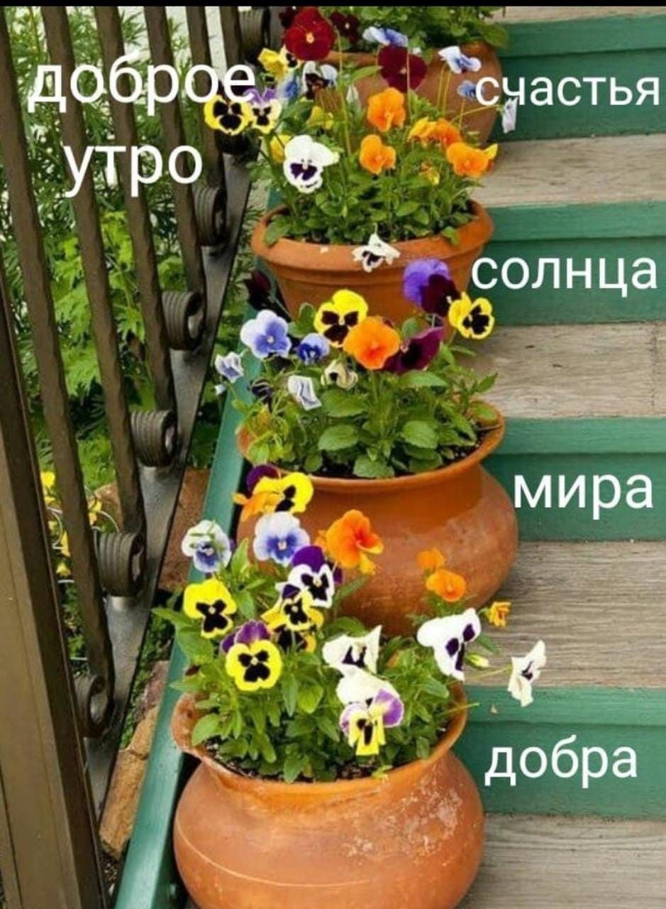 Виолы в кашпо в ландшафтном дизайне
