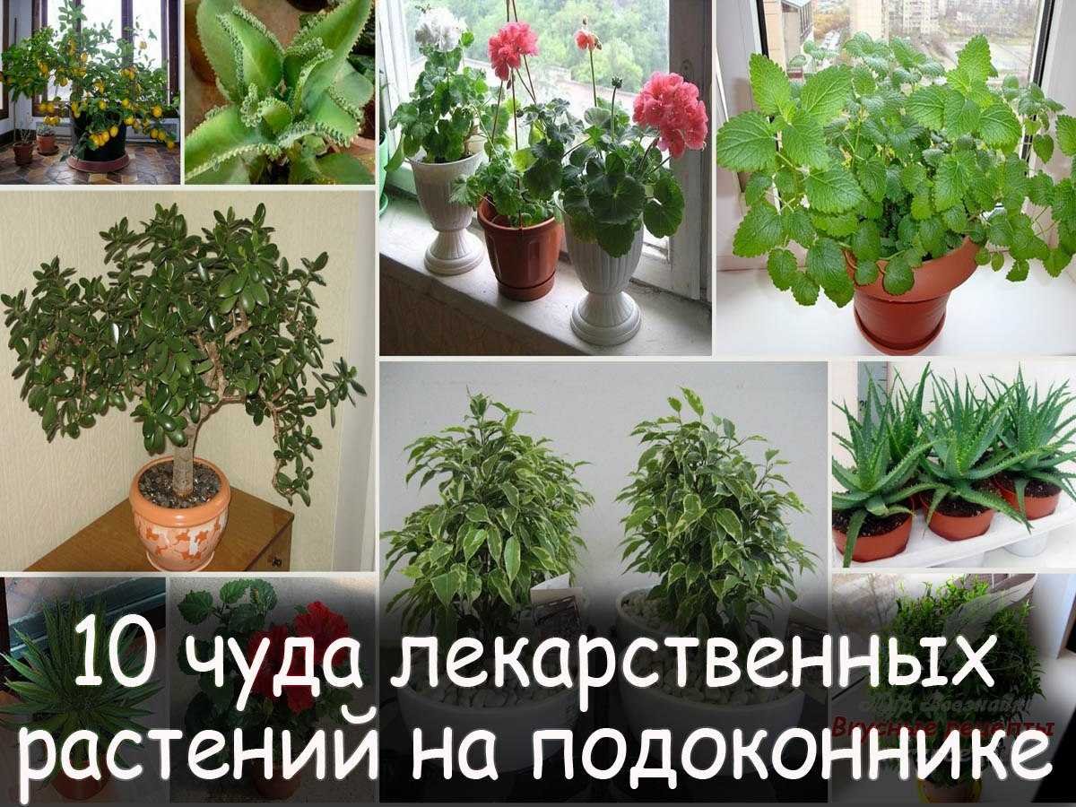 Полезные комнатные растения названия
