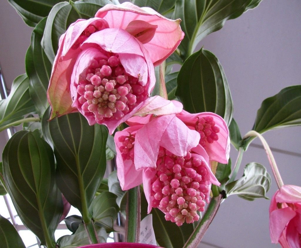 Комнатный цветок с большими розовыми цветами