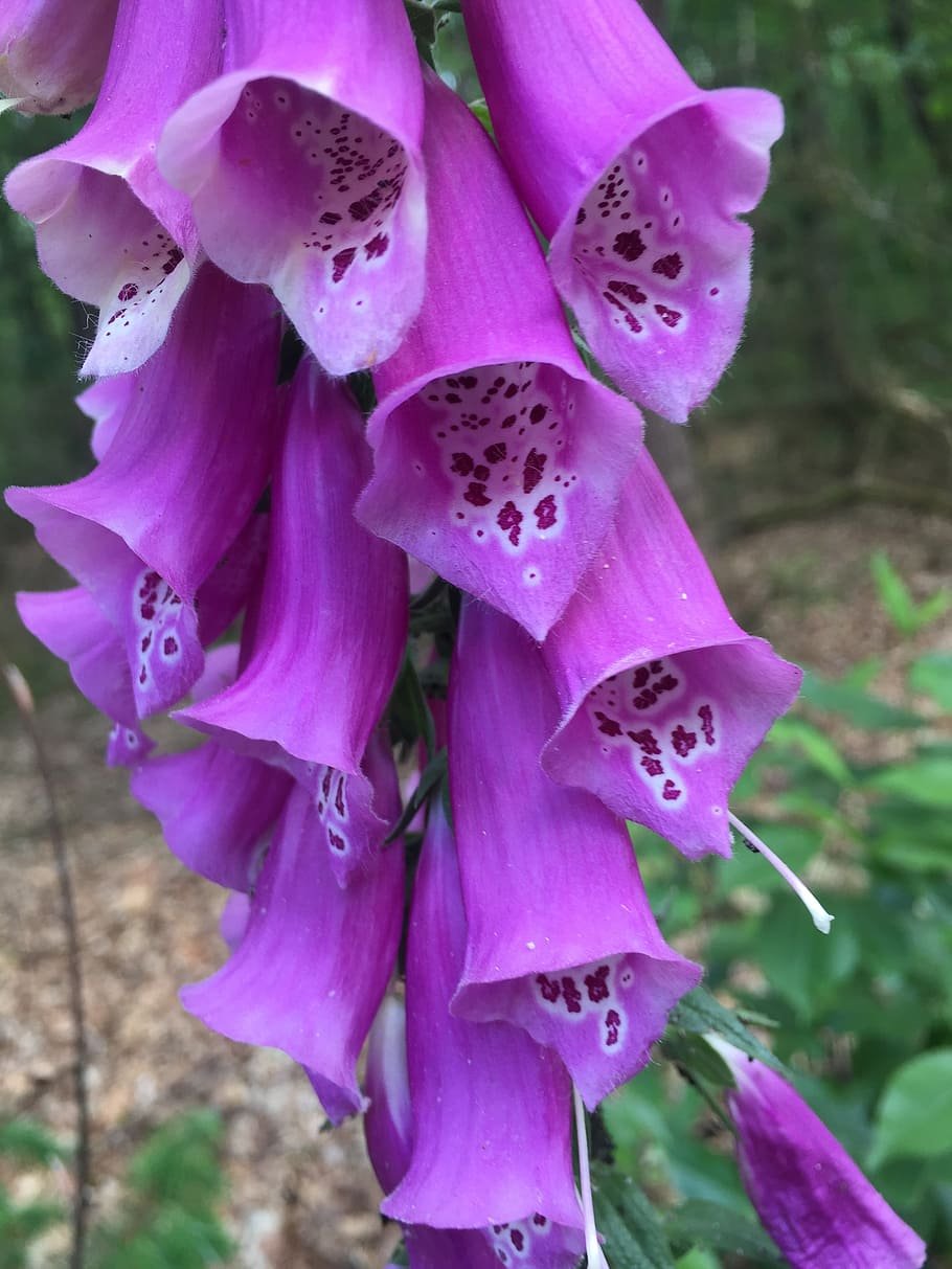 Наперстянка 'Dalmatin Purple'