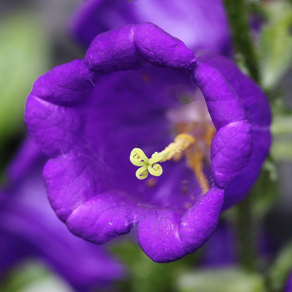 Колокольчик Кампана Lilac