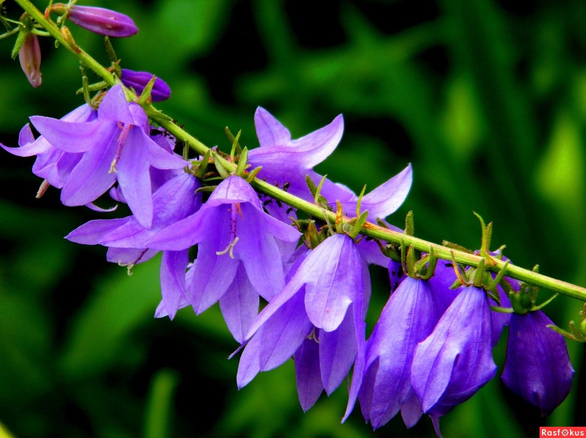 Колокольчик Кампанула Lilac