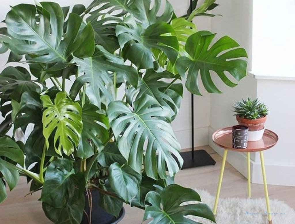 Монстера Делициоза (Monstera deliciosa)