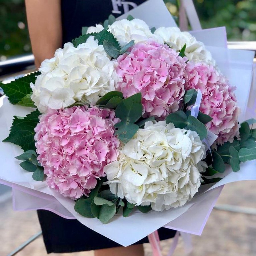 7 Бело-розовых гортензий