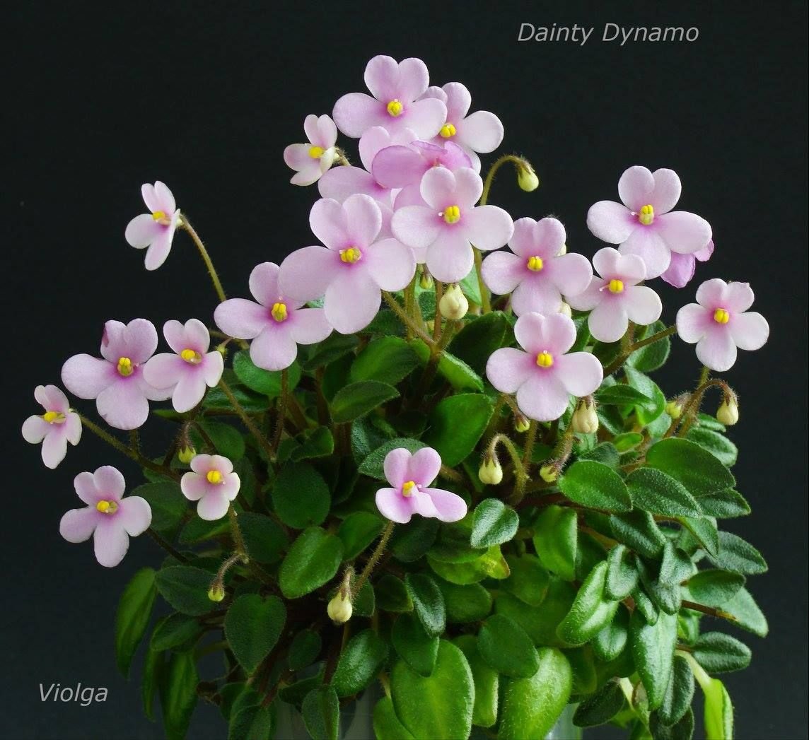 Dainty Dynamo фиалка