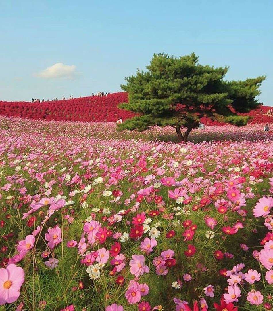 Парк Хитачи-Сисайд (Hitachi Seaside Park), Япония ночь
