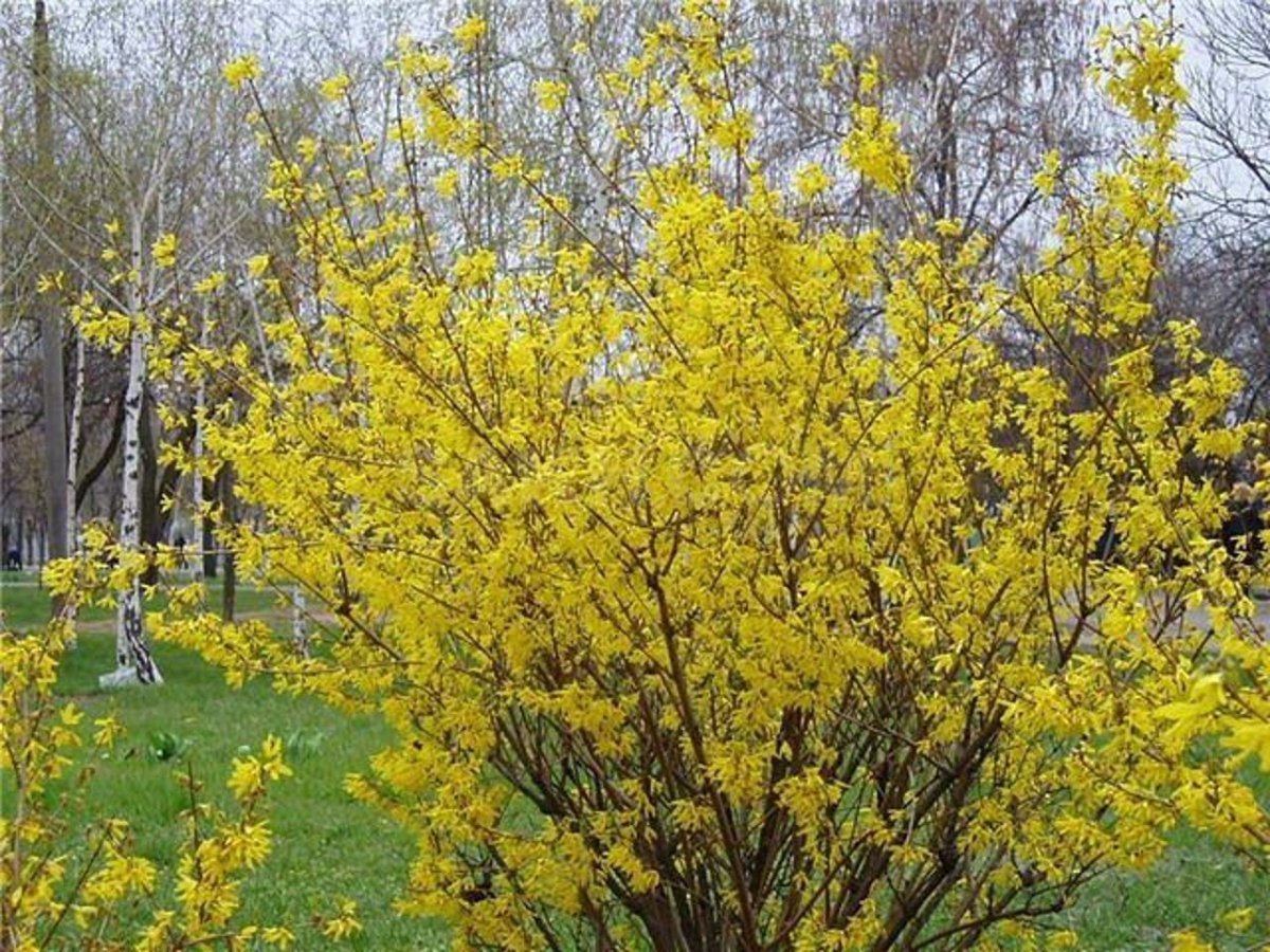 Форзиция ovata