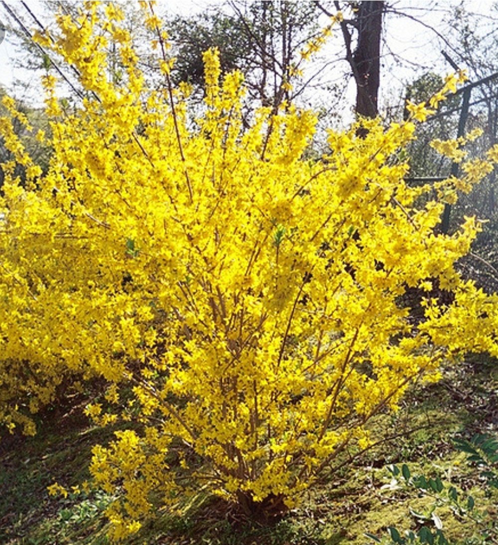 Жёлтая Сакура форзиция