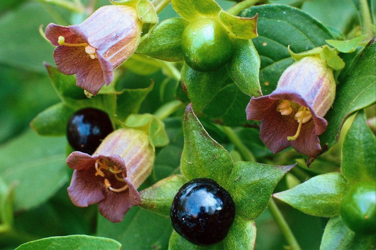 Atropa Belladonna растение