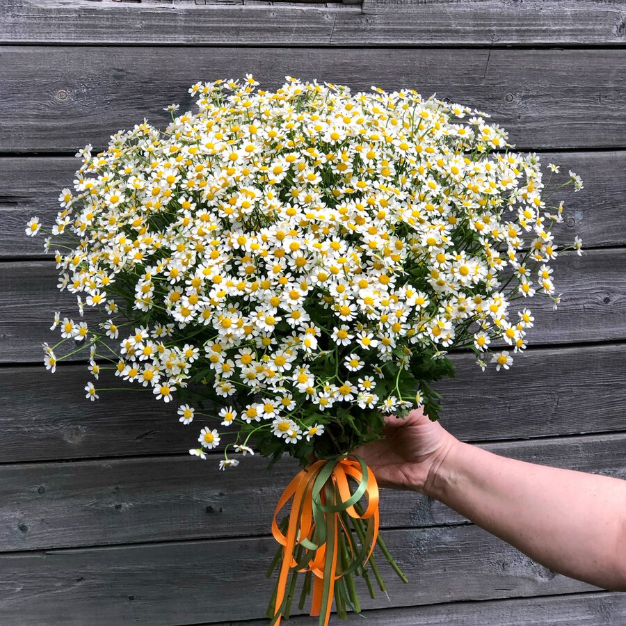 Букет из кустовых ромашек