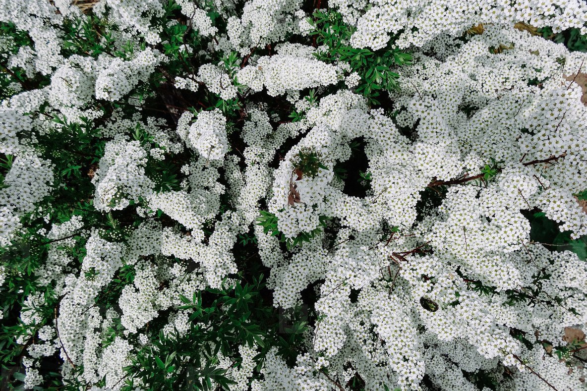 Растение куст с белыми цветами