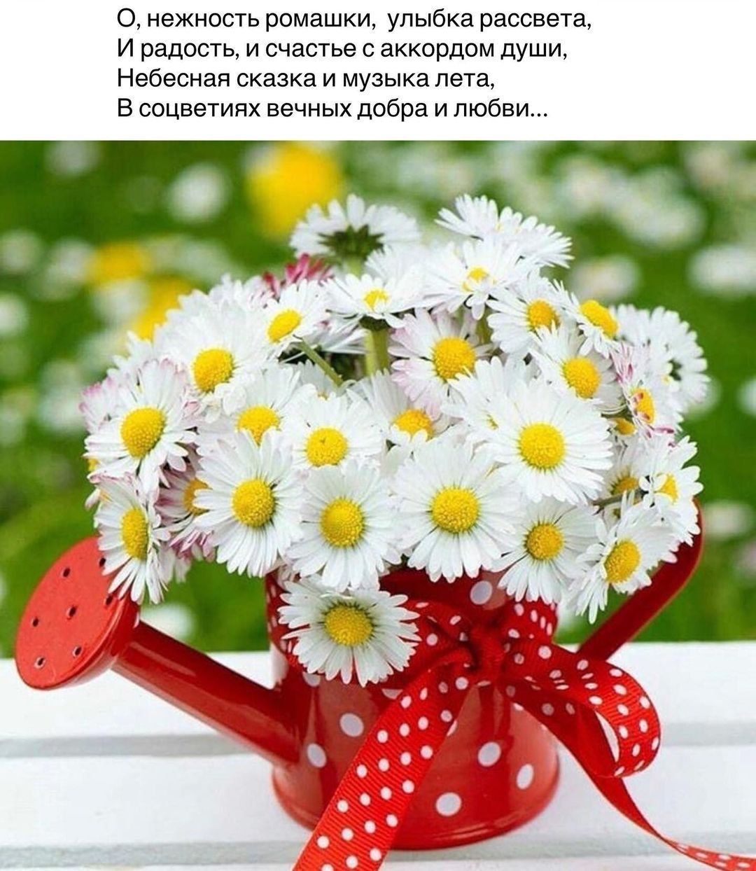Ромашки любовь