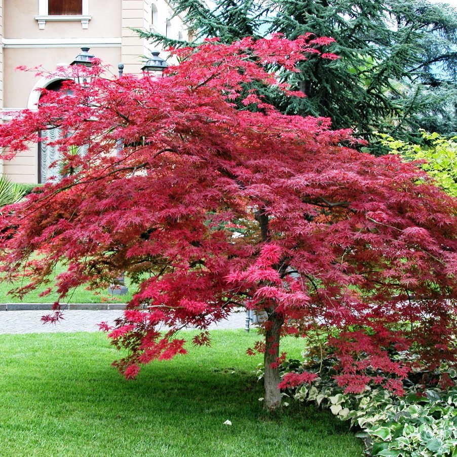 Клен Acer palmatum Atropurpureum