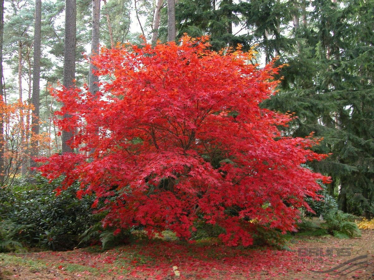 Acer palmatum Osakazuki