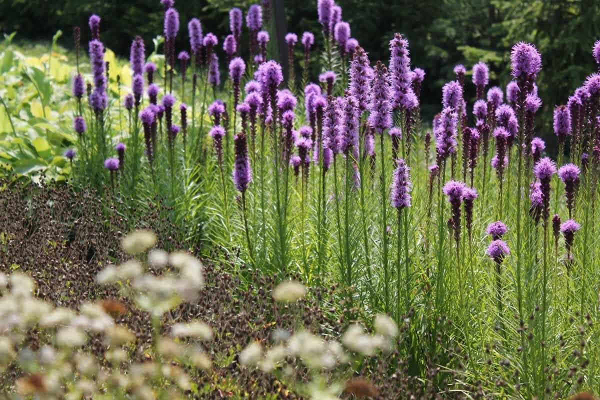 Лиатрис колосковый (Liatris spicata Kobold)