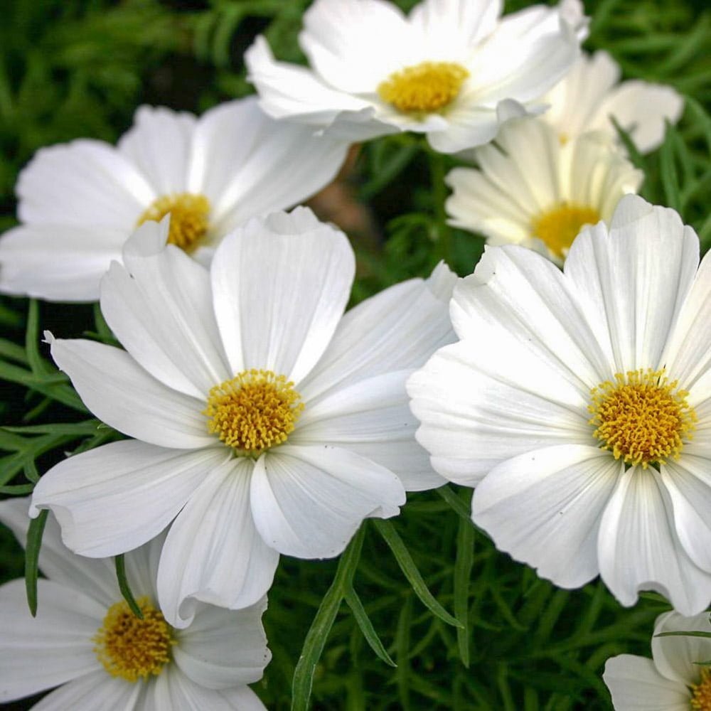 Белые цветы однолетки