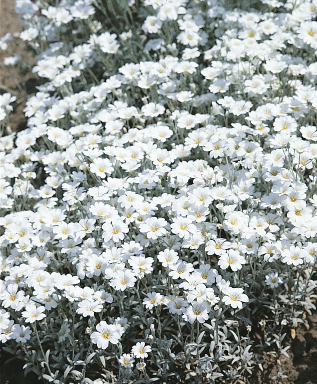 Ясколка войлочная Silver White