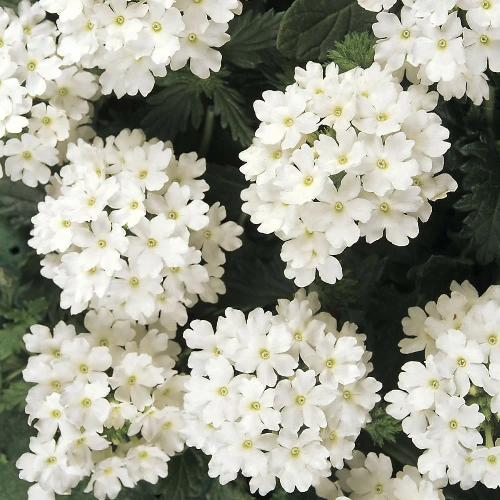 Вербена кварц