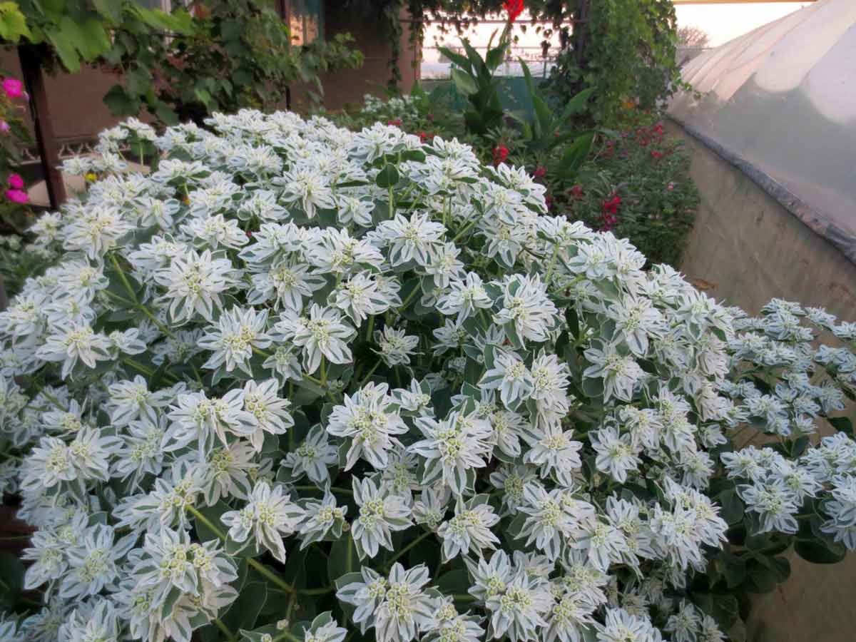 Молочай окаймленный (Euphorbia marginata) Mountain Snow