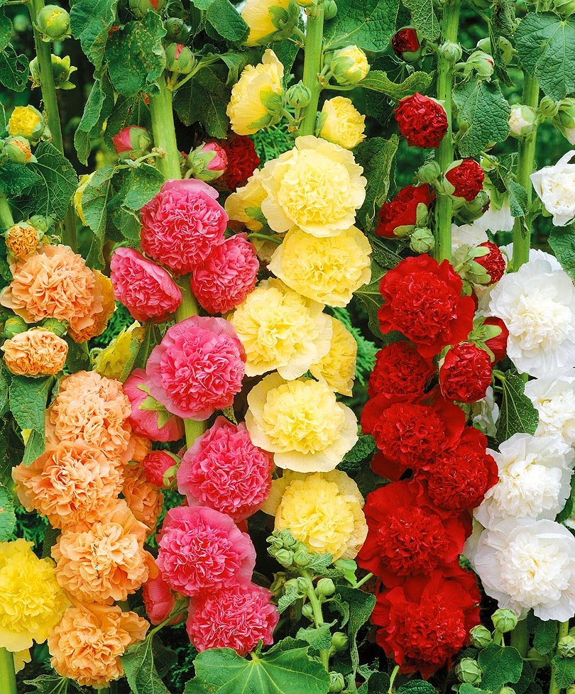 Шток-роза Alcea rosea