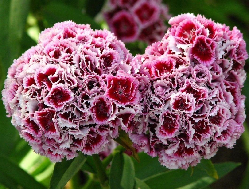 Гвоздика Dianthus