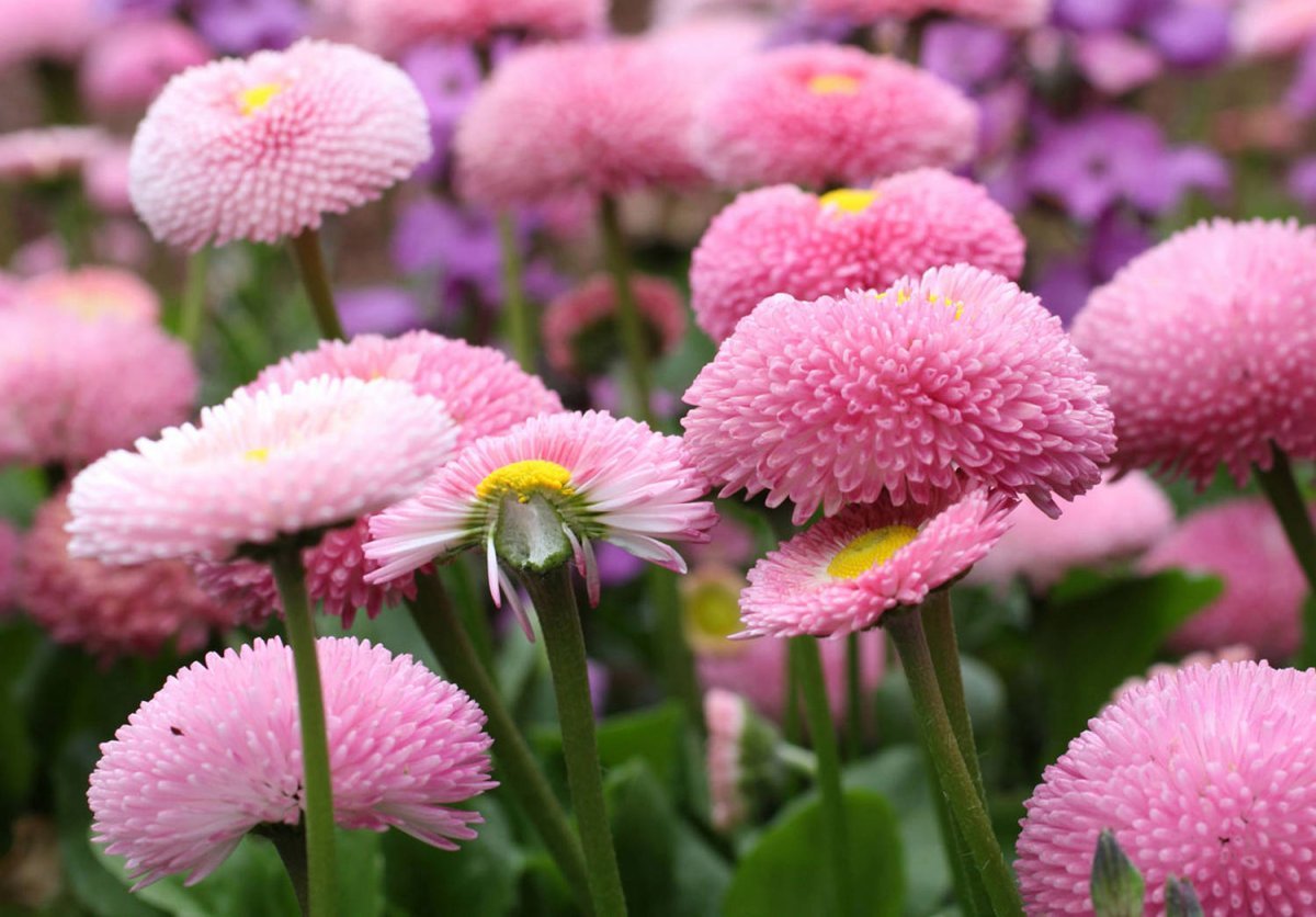 Маргаритка многолетняя Bellis perennis