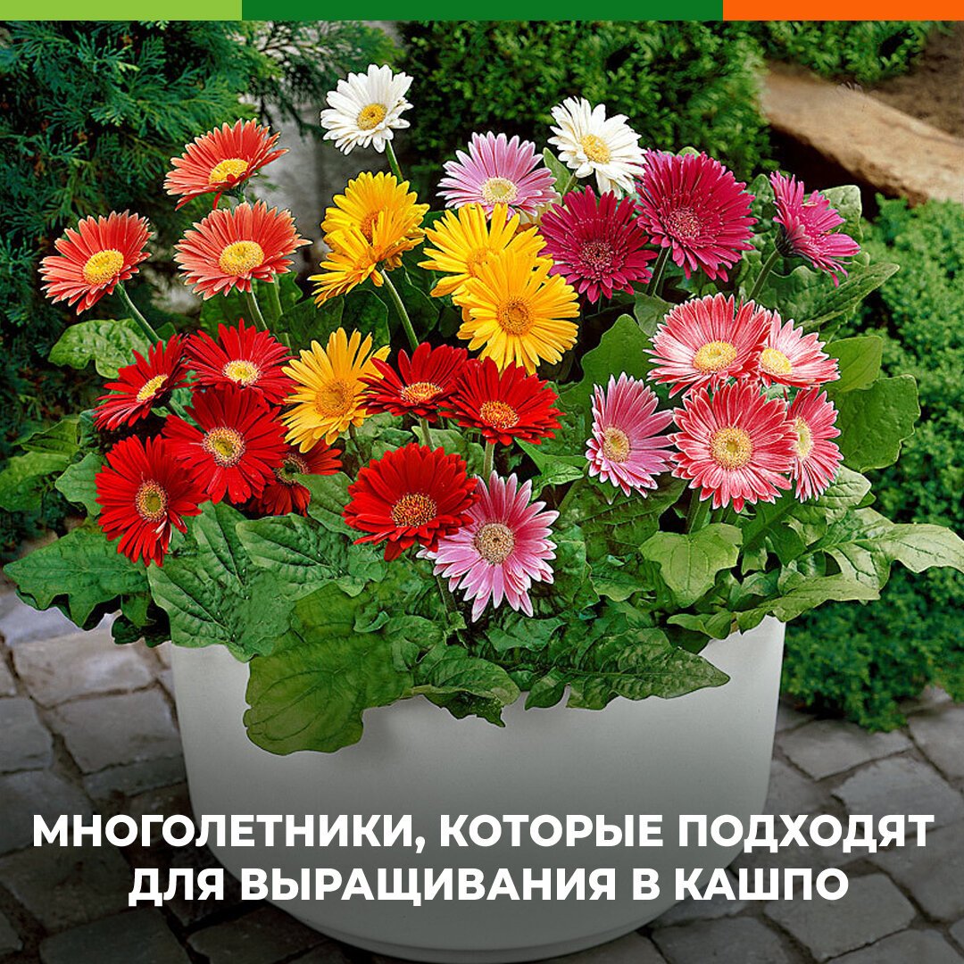 Гербера Джемсона комнатная