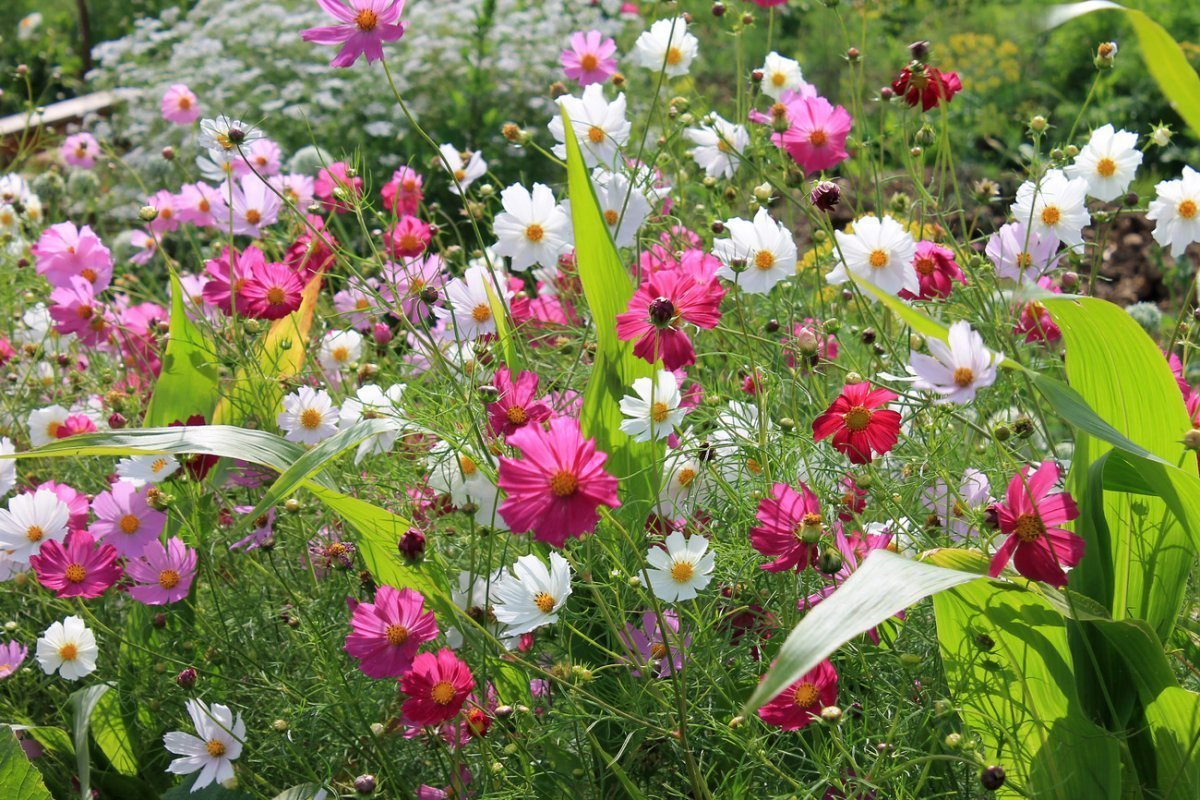 Яркие краски лета