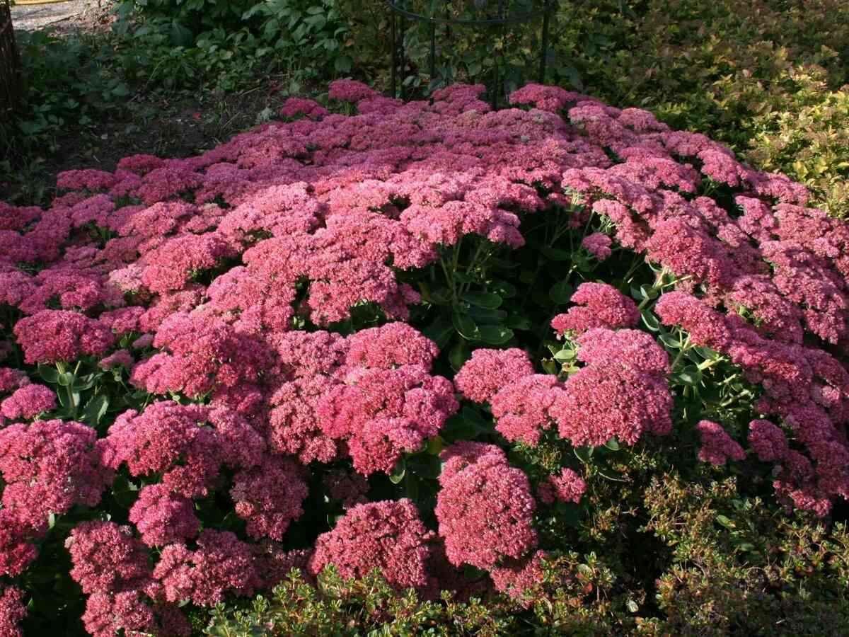 Очиток Видный 'Herbstfreude'