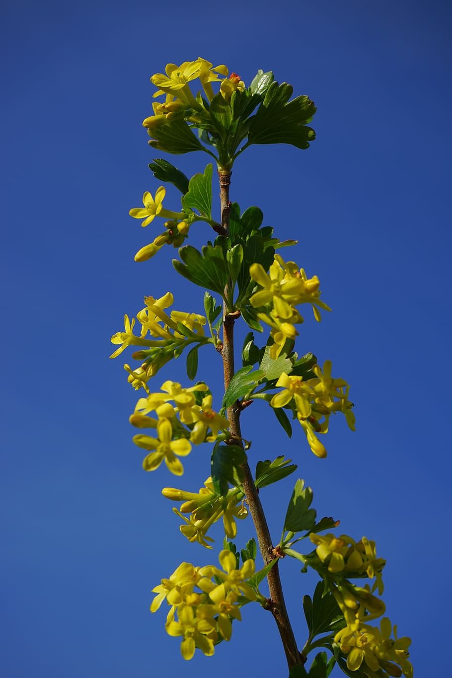 Смородина золотистая (ribes Aureum) кустарник