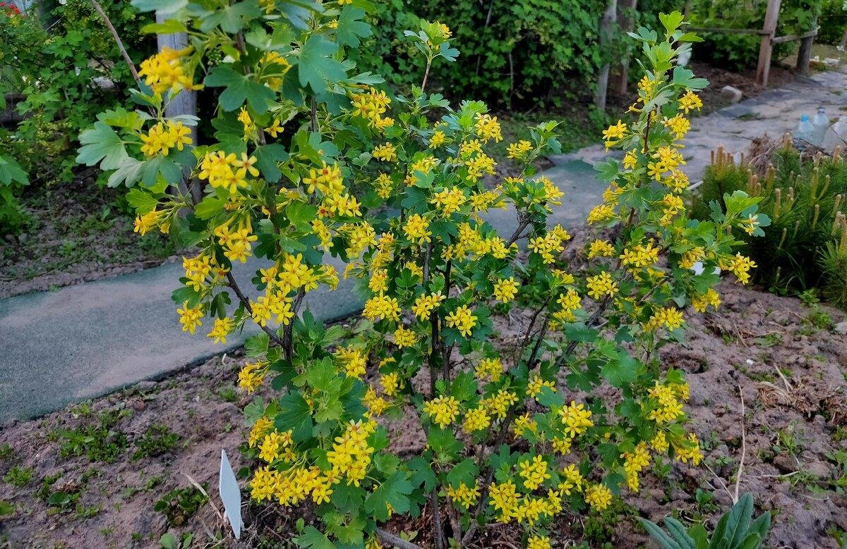 Смородина золотистая (ribes Aureum)