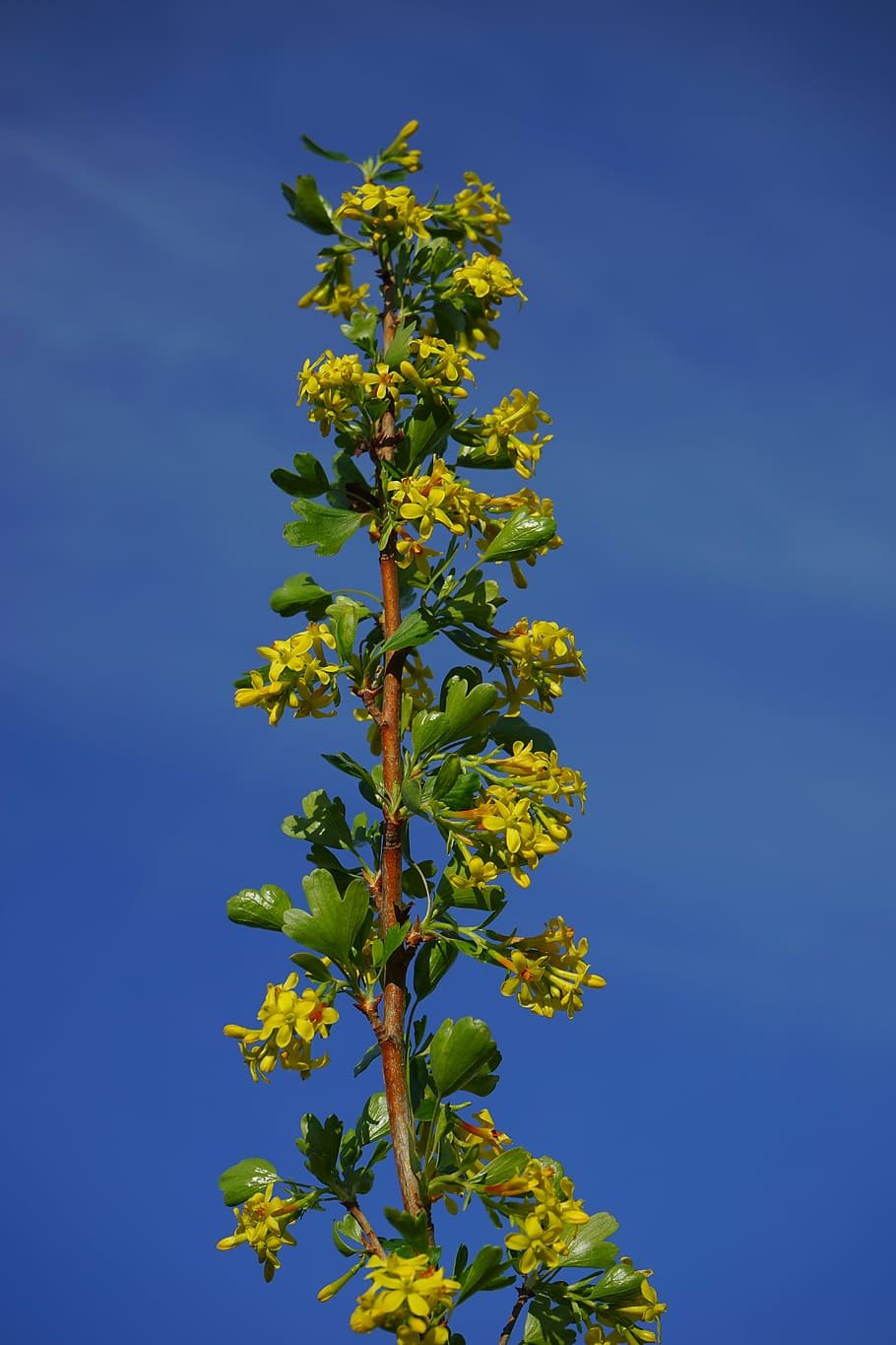 Смородина золотистая (ribes odoratum
