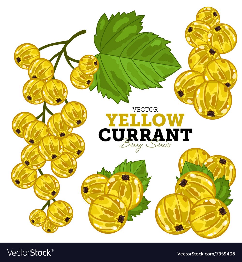 Yellow Currant