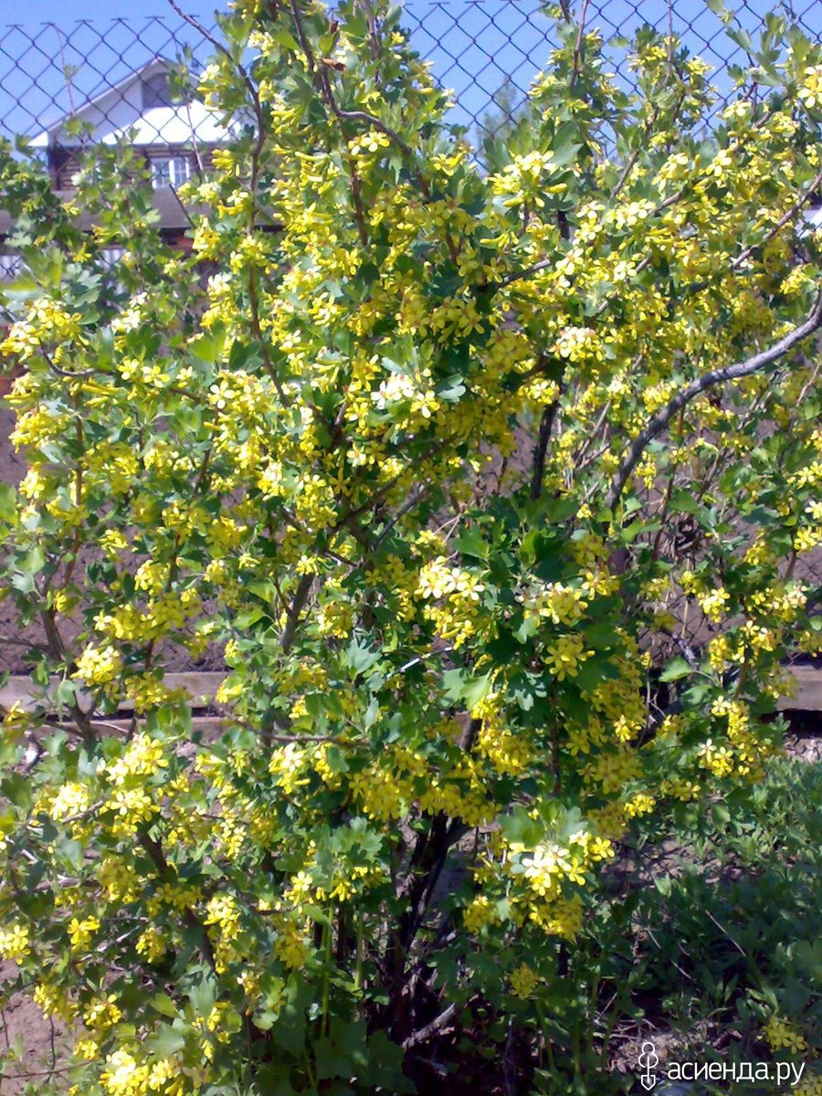 Смородина золотистая (ribes Aureum)