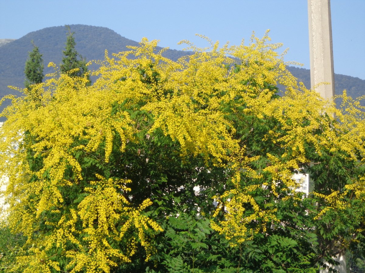 Айлант сорняк