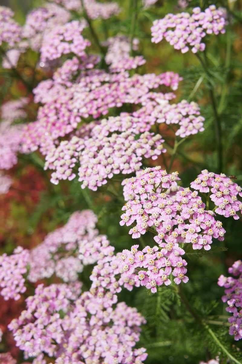 Тысячелистник Credo'. . . . . Р9. . . , Achillea 'Credo'