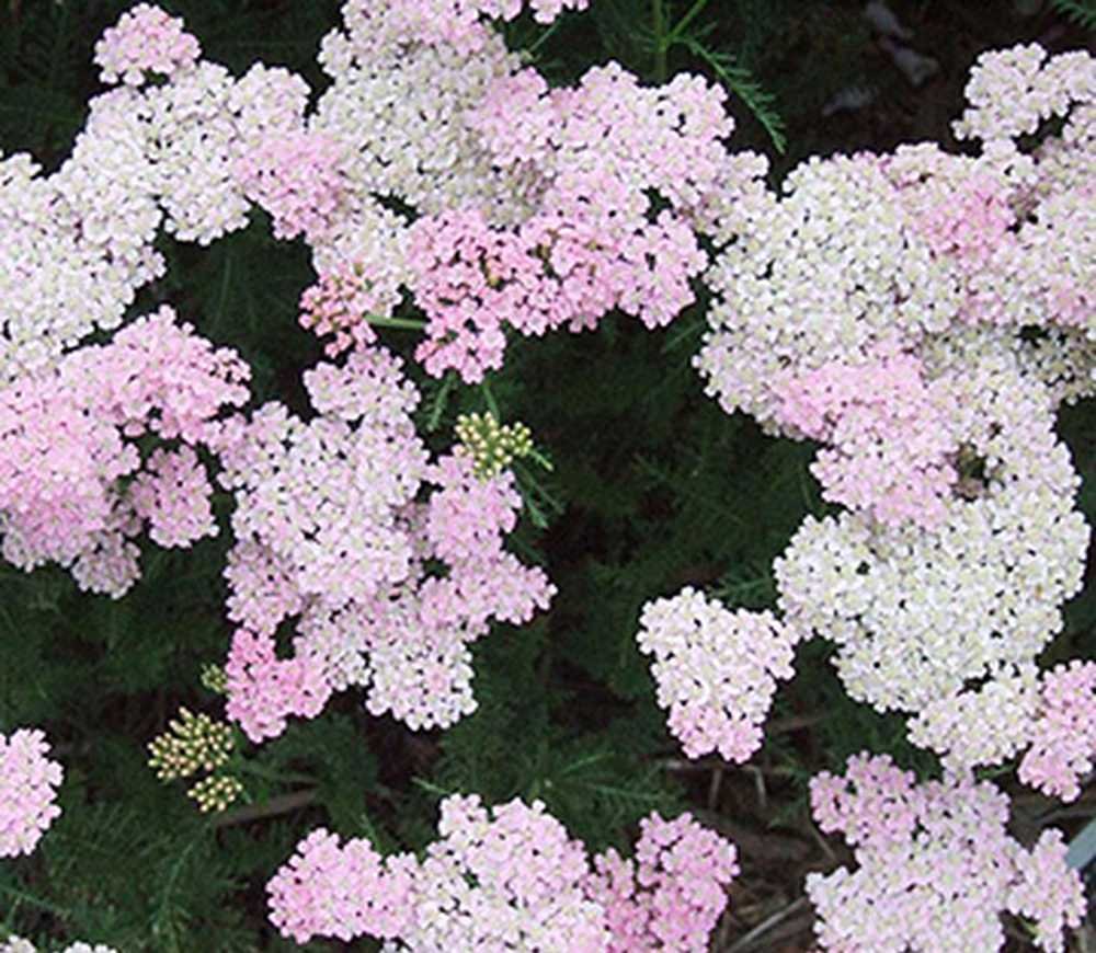 Тысячелистник wonderful Wampee