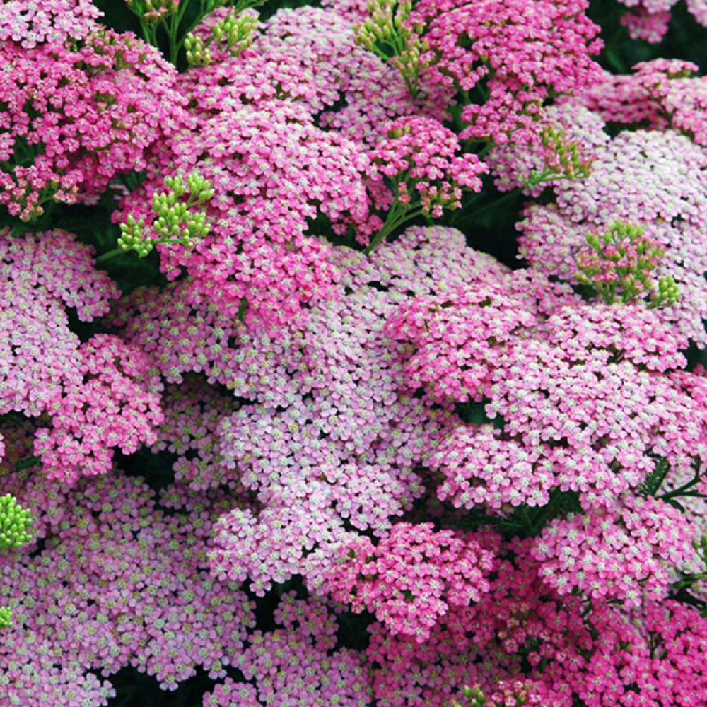Тысячелистник Pink Lady