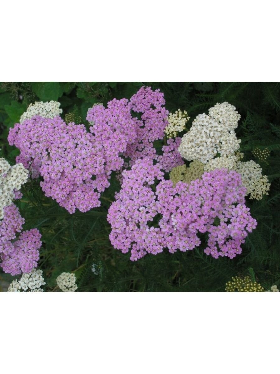 Тысячелистник Achillea Rainbow эндинг Блю