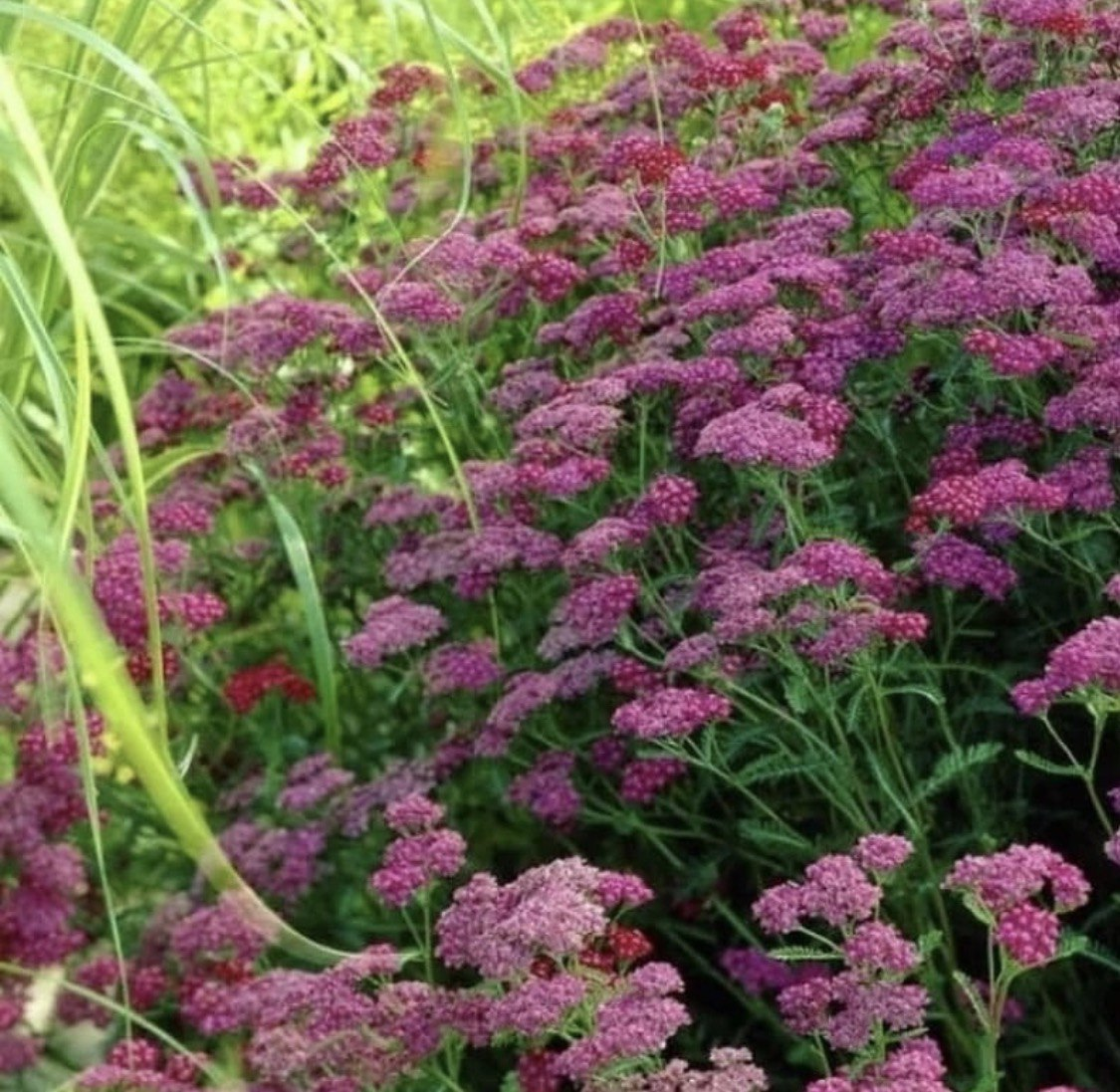 Тысячелистник Cerise Queen
