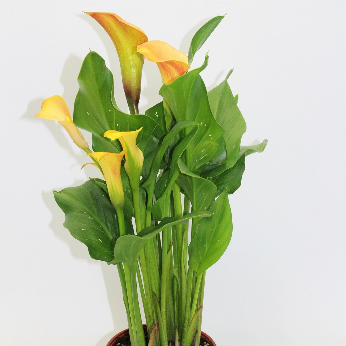 Зантедеския (Калла) (Zantedeschia)