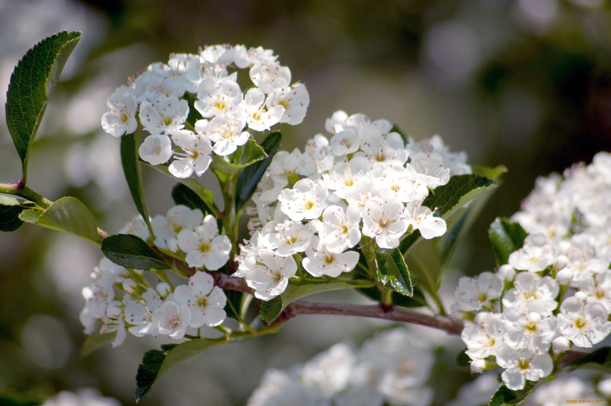 Белая цветет в мае. Дерево с белыми цветочками. Дерево с маленькими белыми цветочками. Белые цветы куст. Дерево цветет белым.