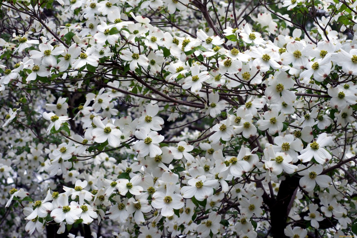 Кизил Dogwood