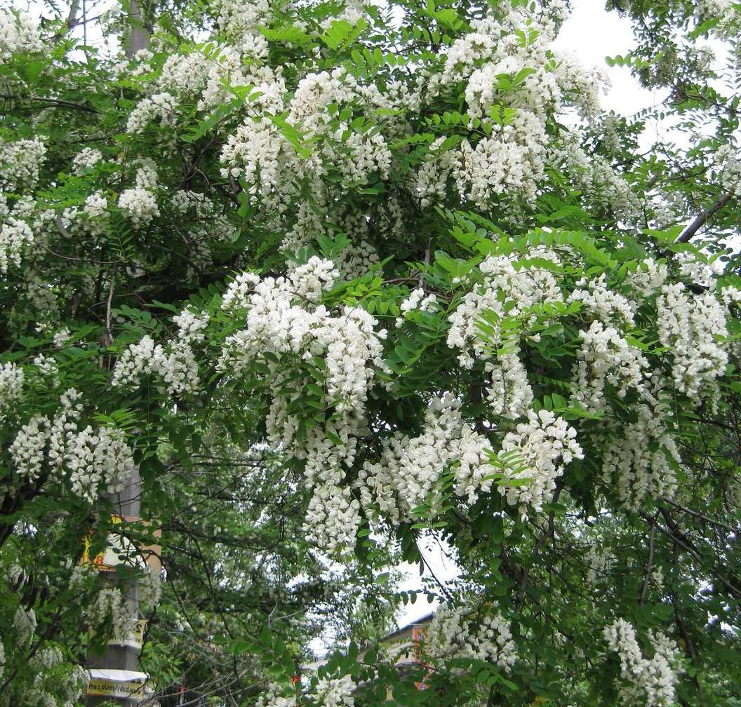 Акация белая (Робиния)