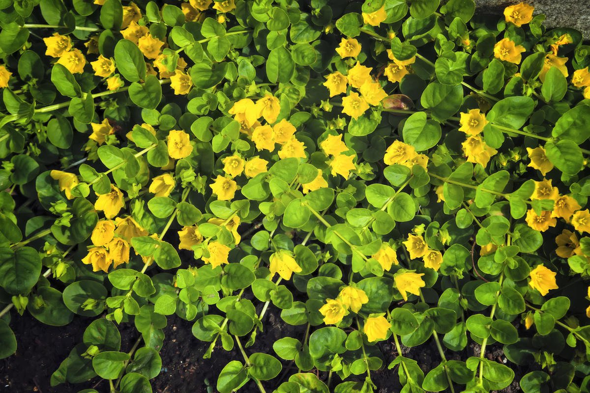 Желтые стелющиеся цветы